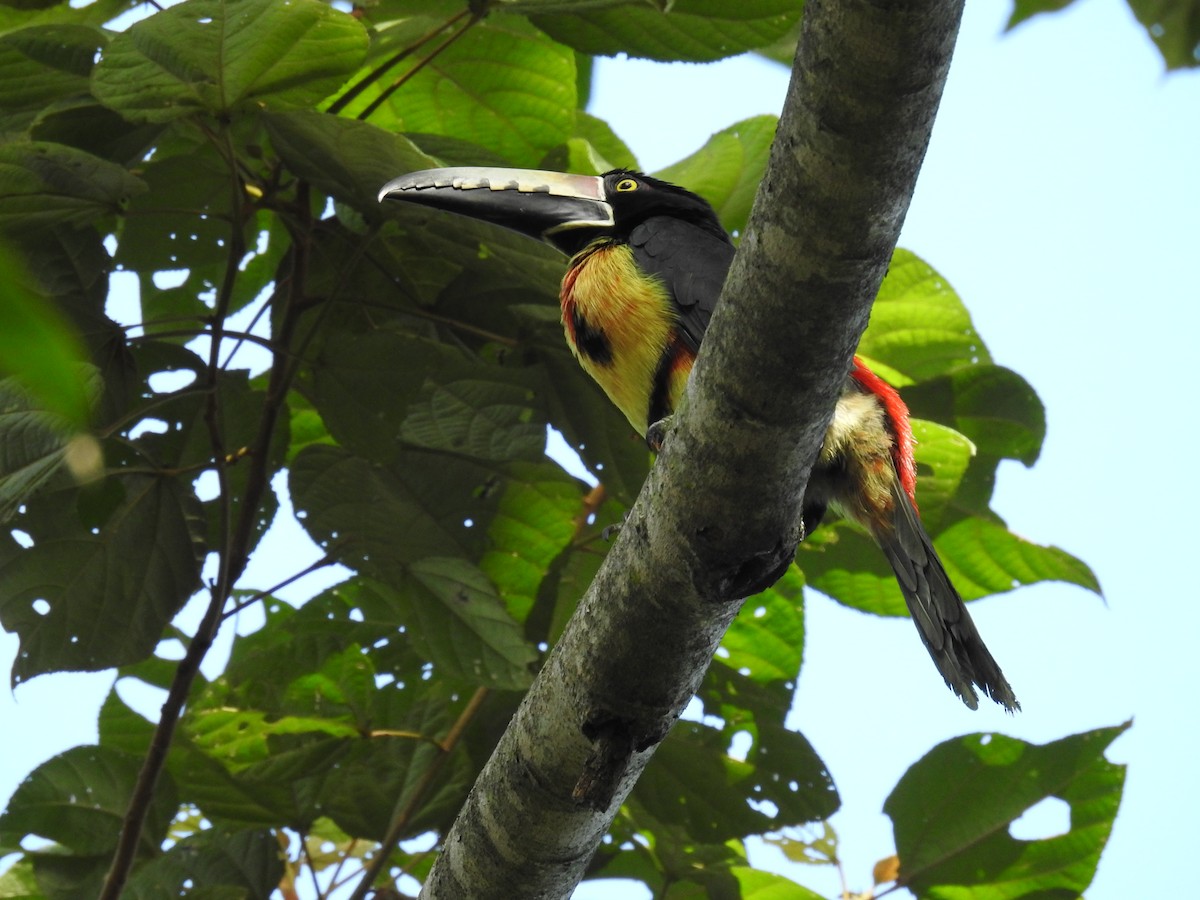Collared Aracari - ML645396229