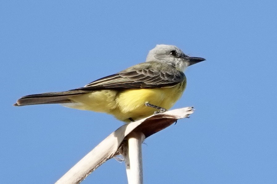 Couch's Kingbird - ML645396232