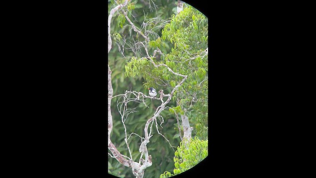 Red-billed Pied Tanager - ML645396234