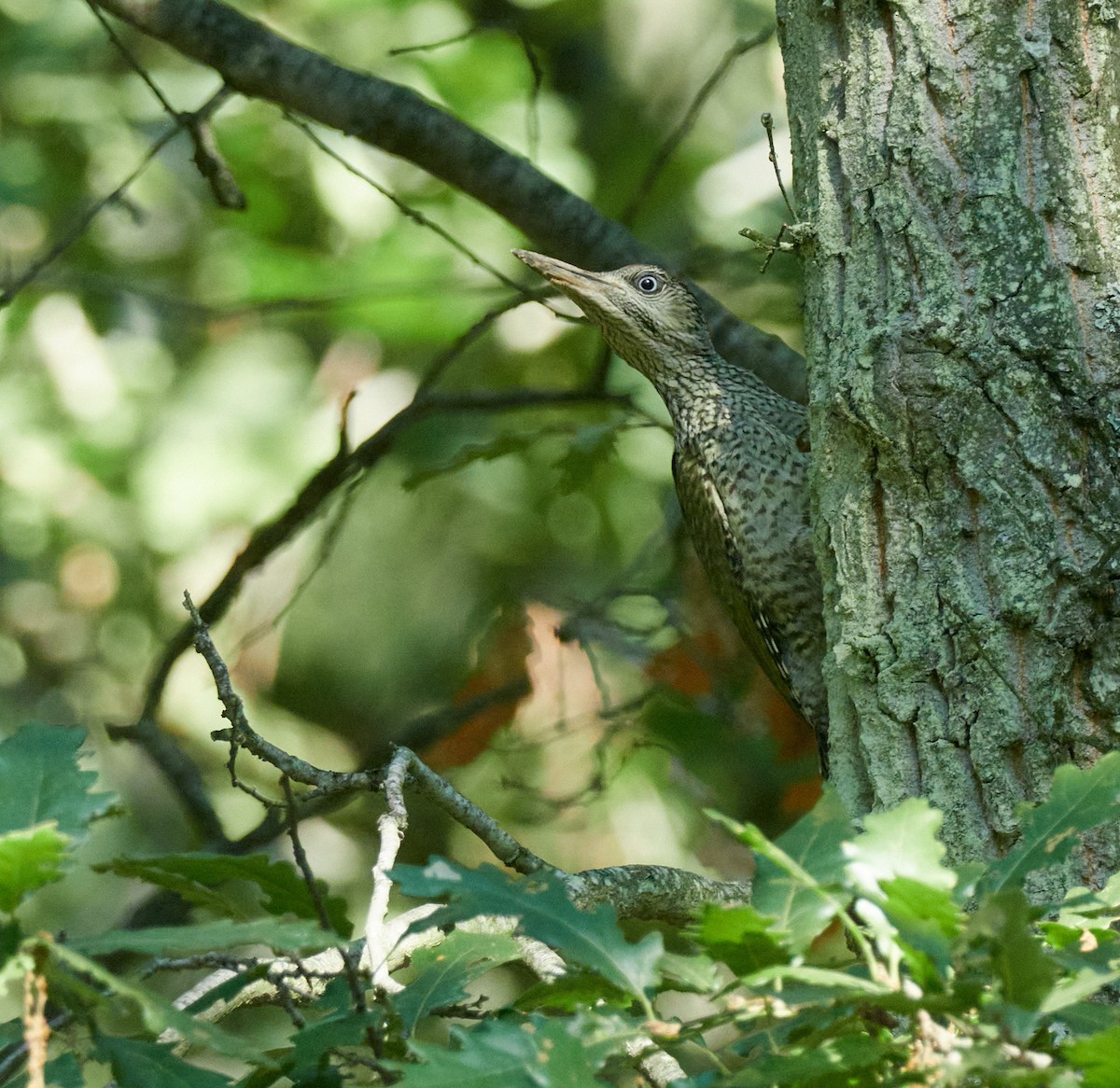 נקר ירוק - ML645396242