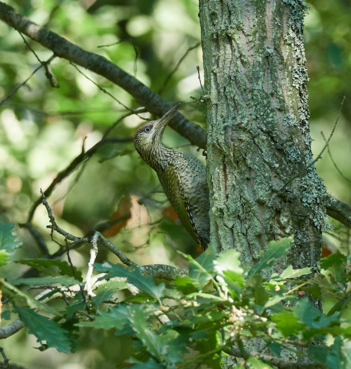 נקר ירוק - ML645396252