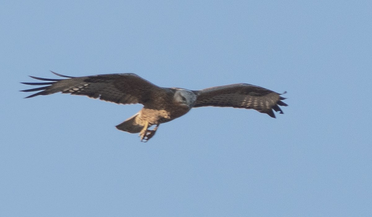 Busardo Moro - ML645396266