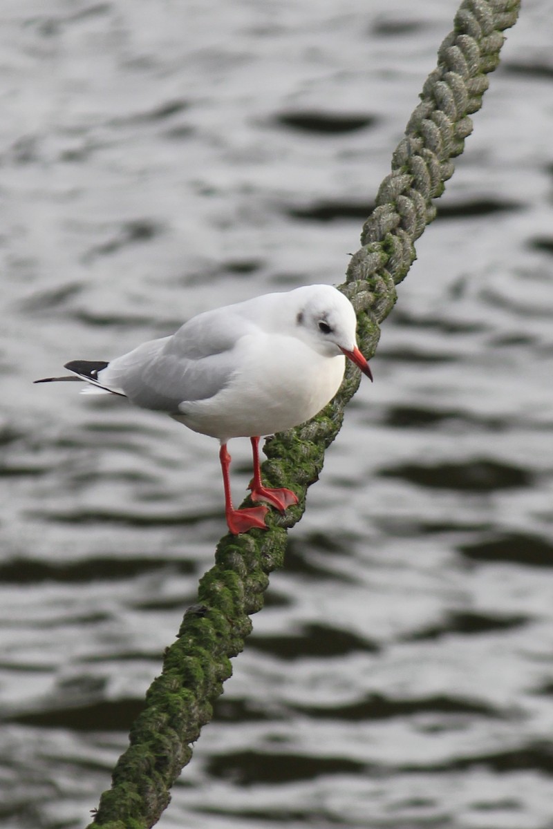 Black-headed Gull - ML645396267