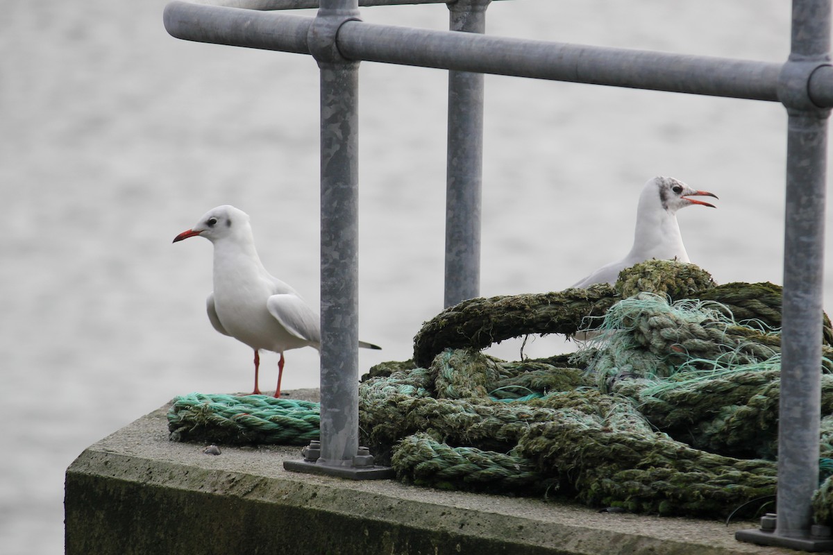 Black-headed Gull - ML645396268
