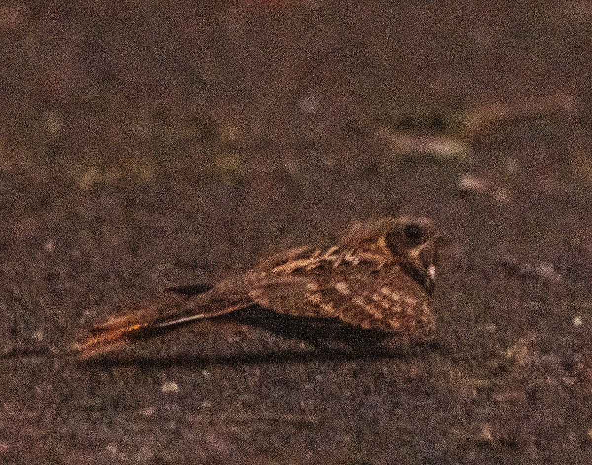 Chotacabras Hindú - ML645396290