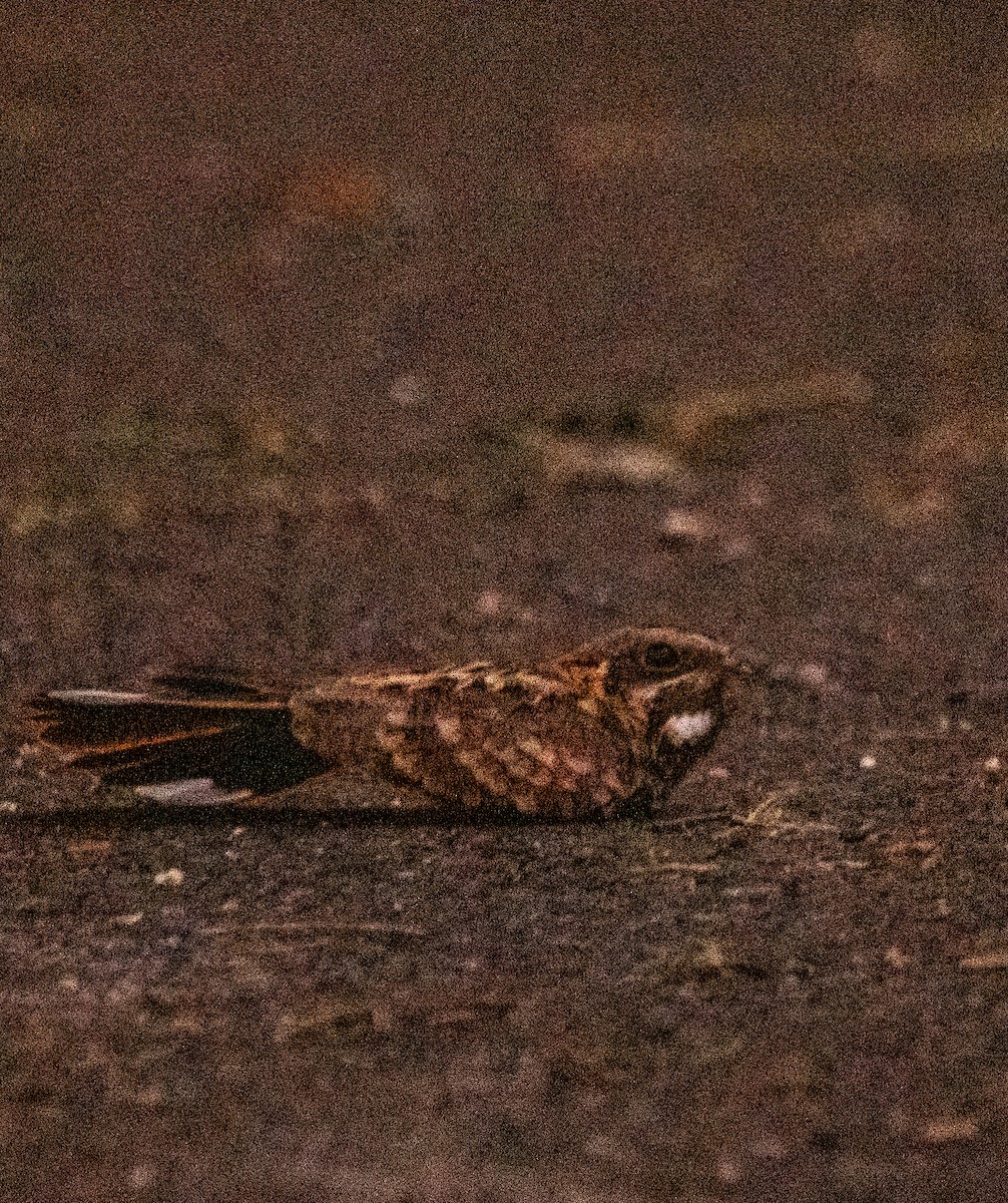 Chotacabras Hindú - ML645396291