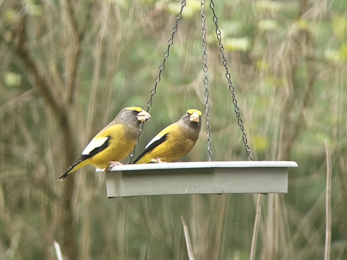 Evening Grosbeak - ML645396297