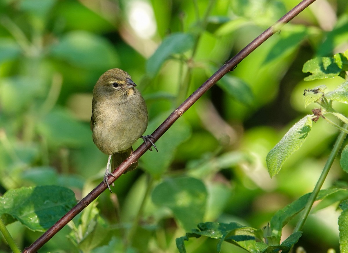 Goldbrauen-Gimpeltangare - ML645396350