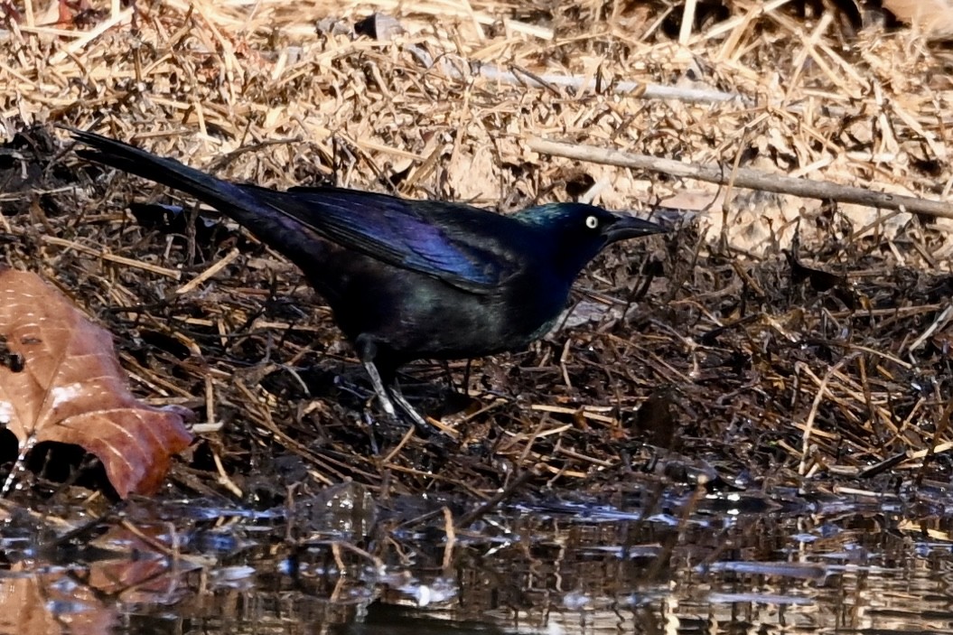 Common Grackle - ML645396367