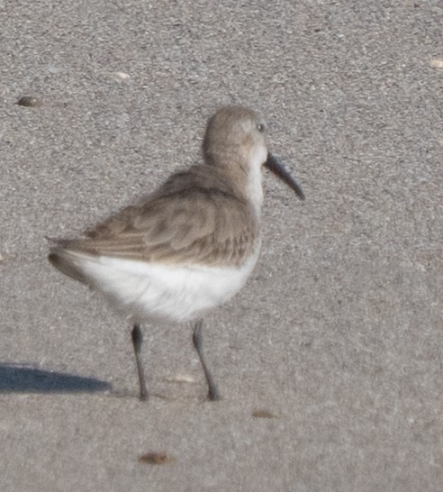 Dunlin - ML645396372
