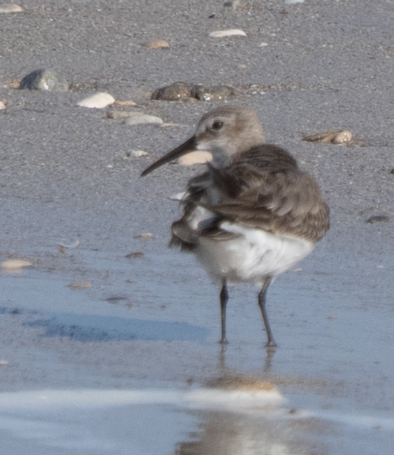 Dunlin - ML645396373