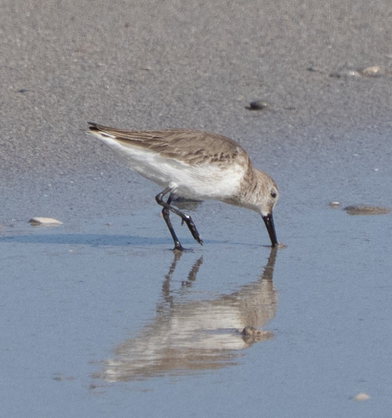 Dunlin - ML645396374