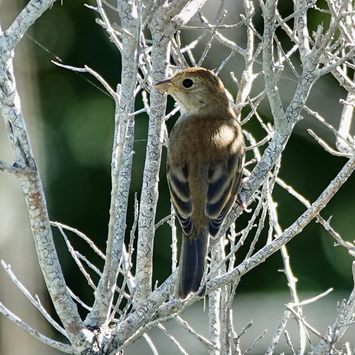 Индиговый колорин - ML645396376