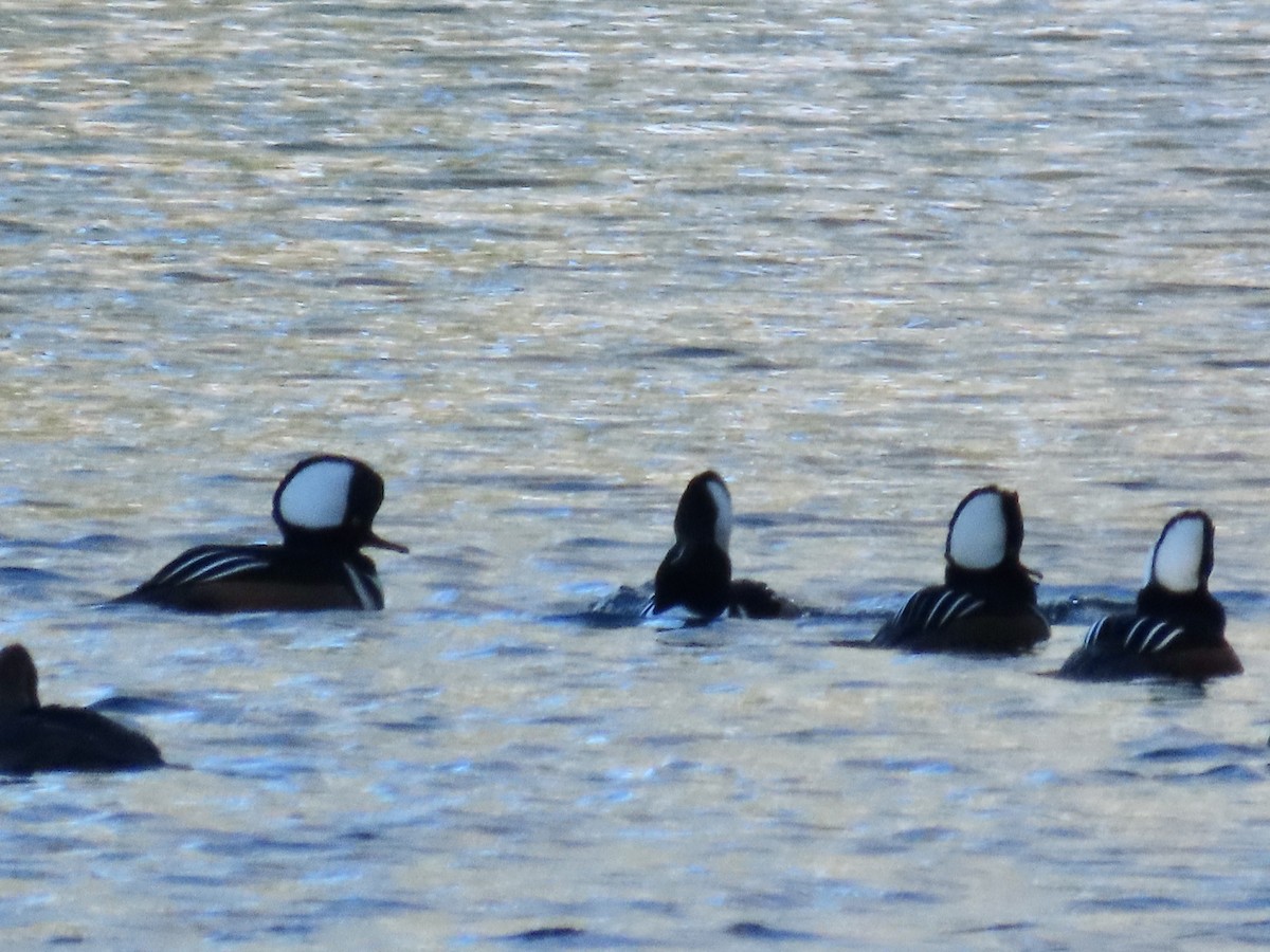 Hooded Merganser - ML645396387