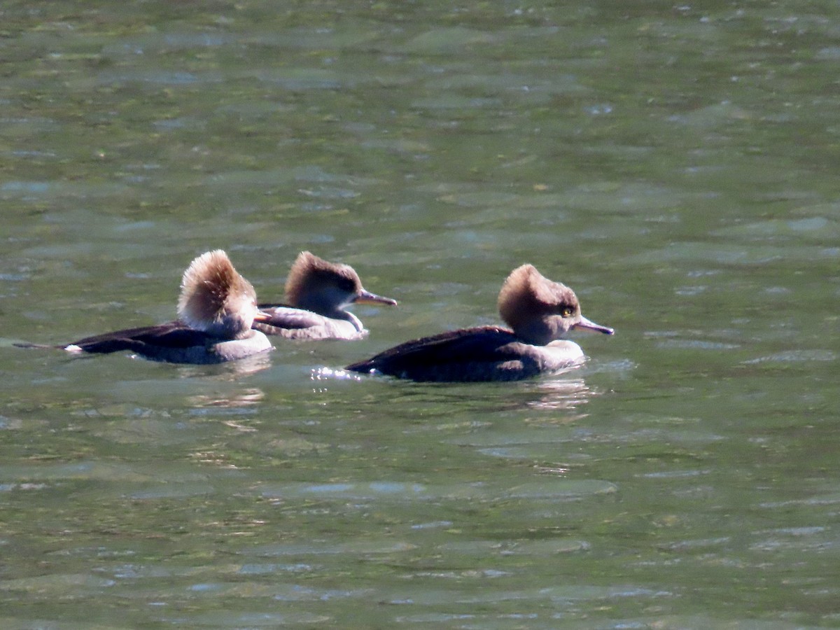 Hooded Merganser - ML645396388