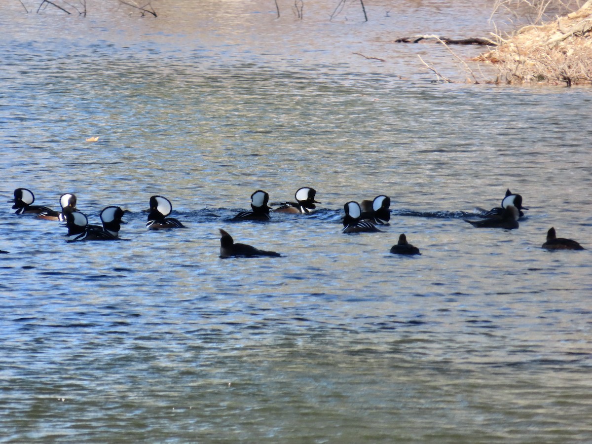 Hooded Merganser - ML645396390