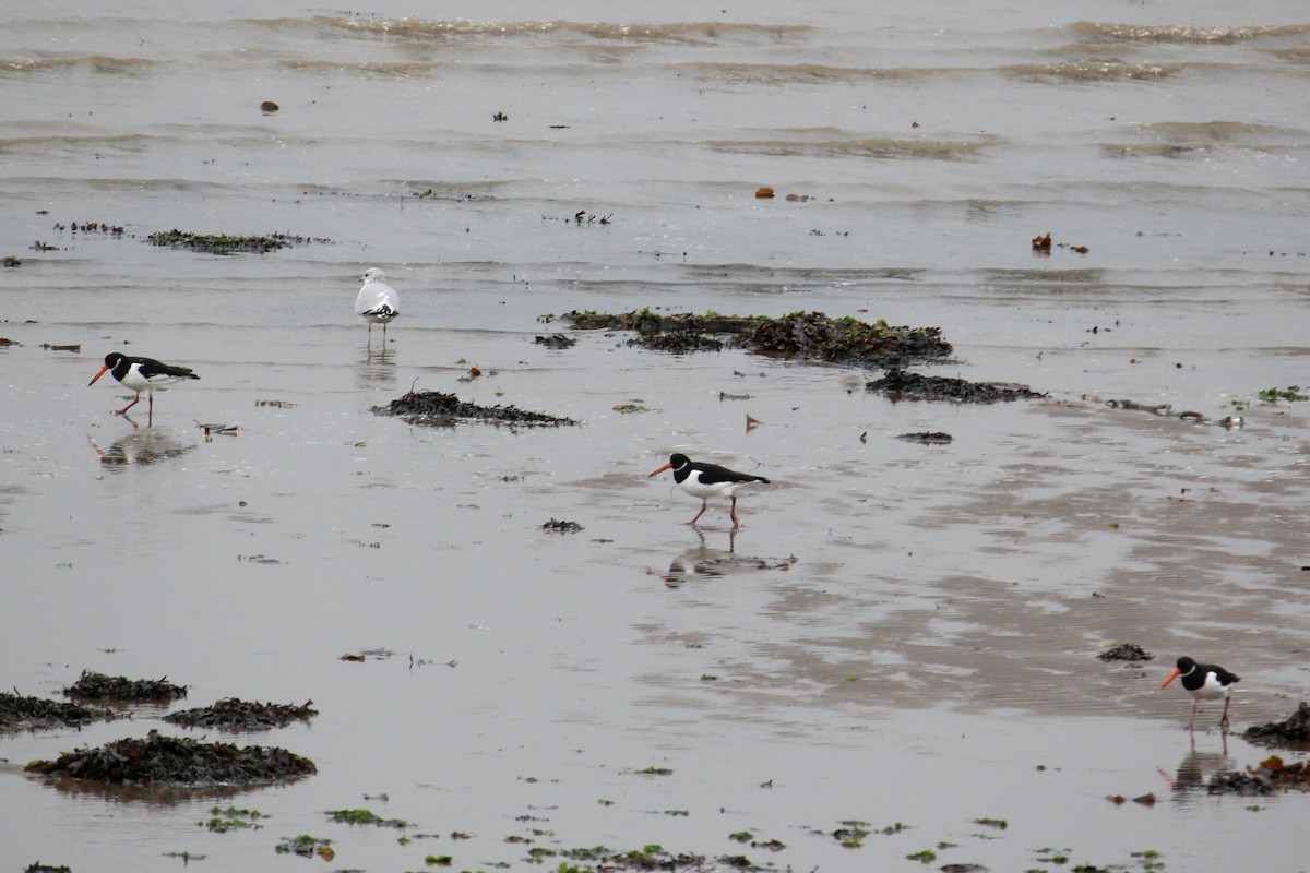 Eurasian Oystercatcher - ML645396410