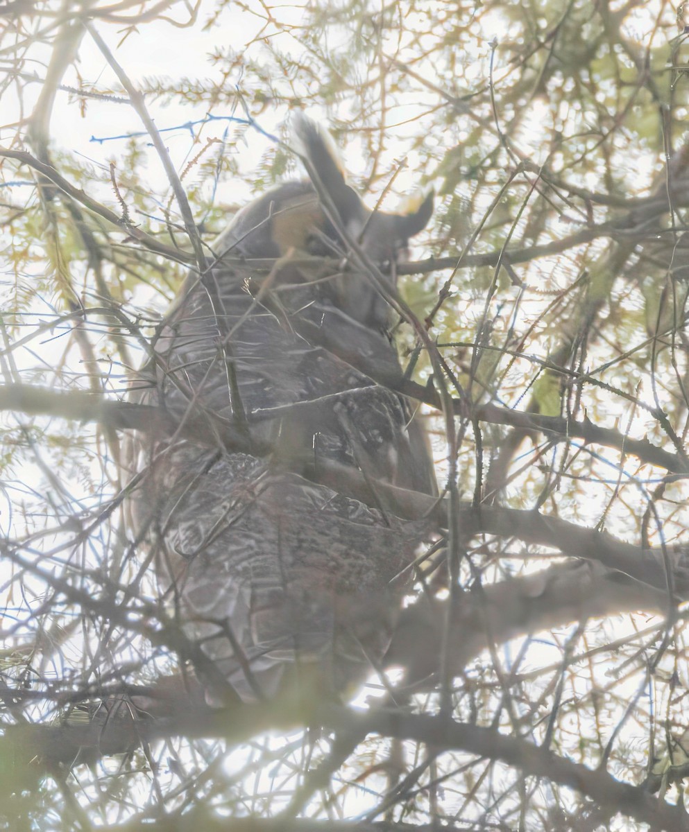 Long-eared Owl - ML645396415