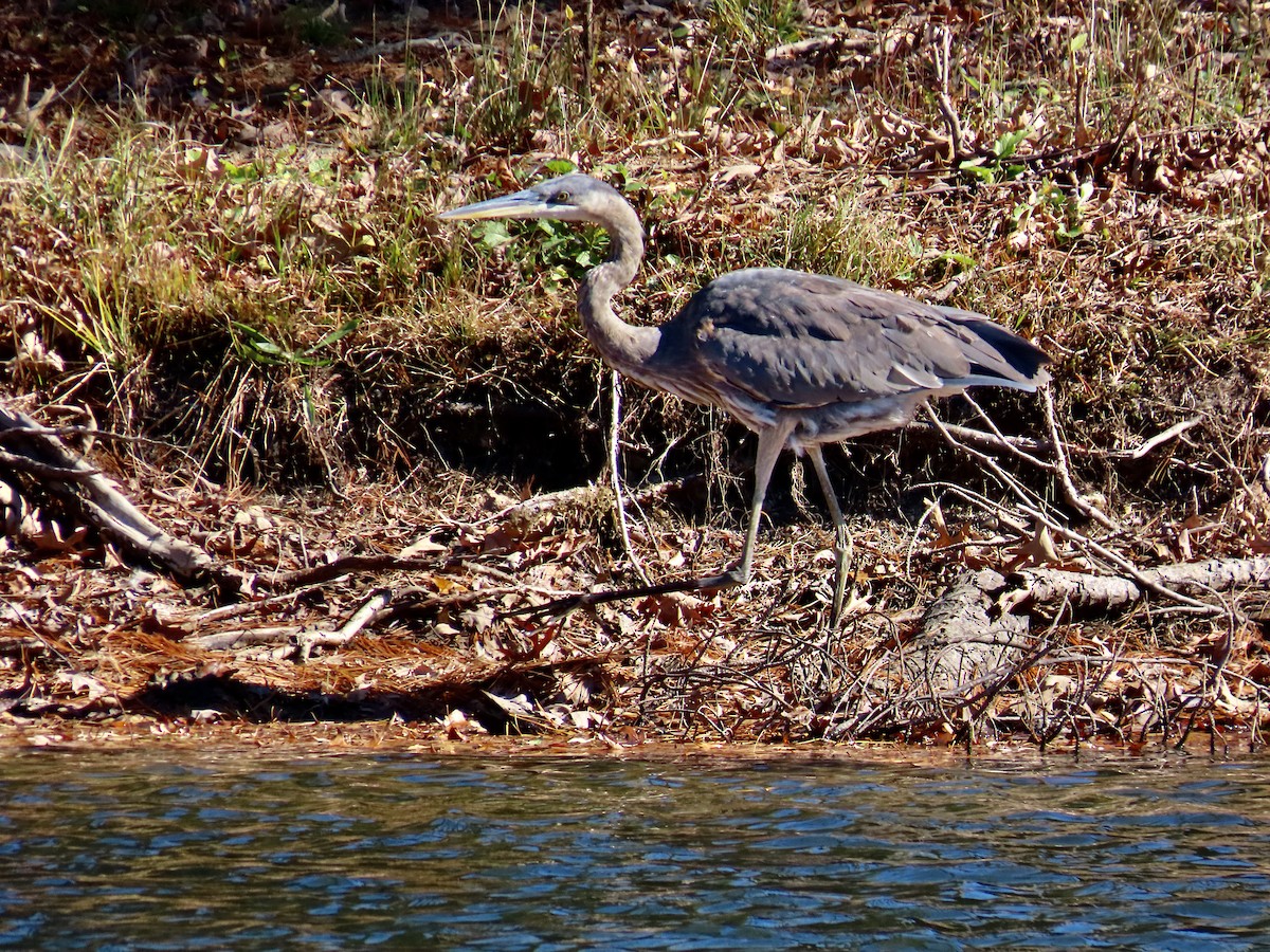 Great Blue Heron - ML645396416