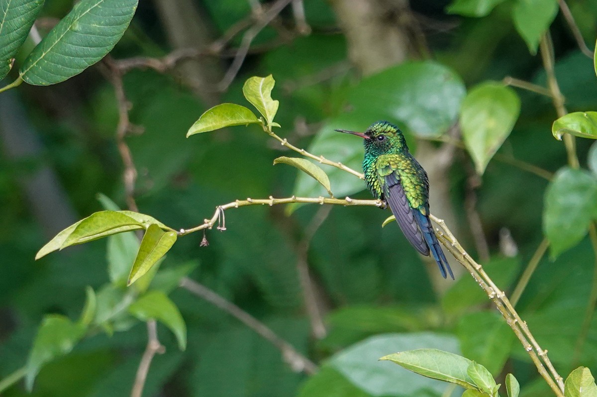 Kozumel Zümrütü - ML645396419