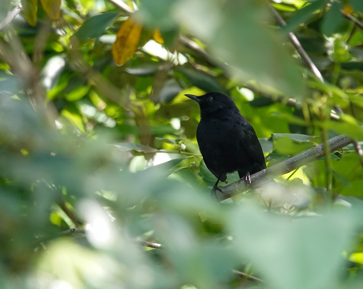 Black Catbird - ML645396424