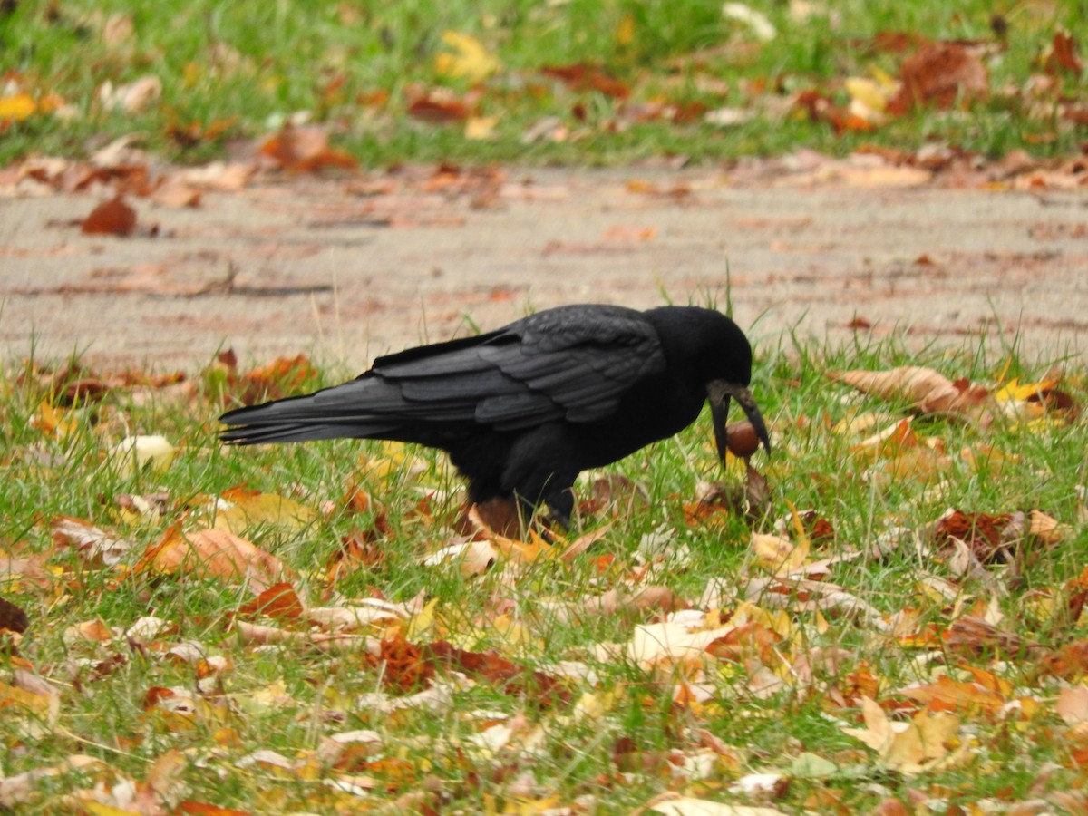 Ekin Kargası - ML645396441