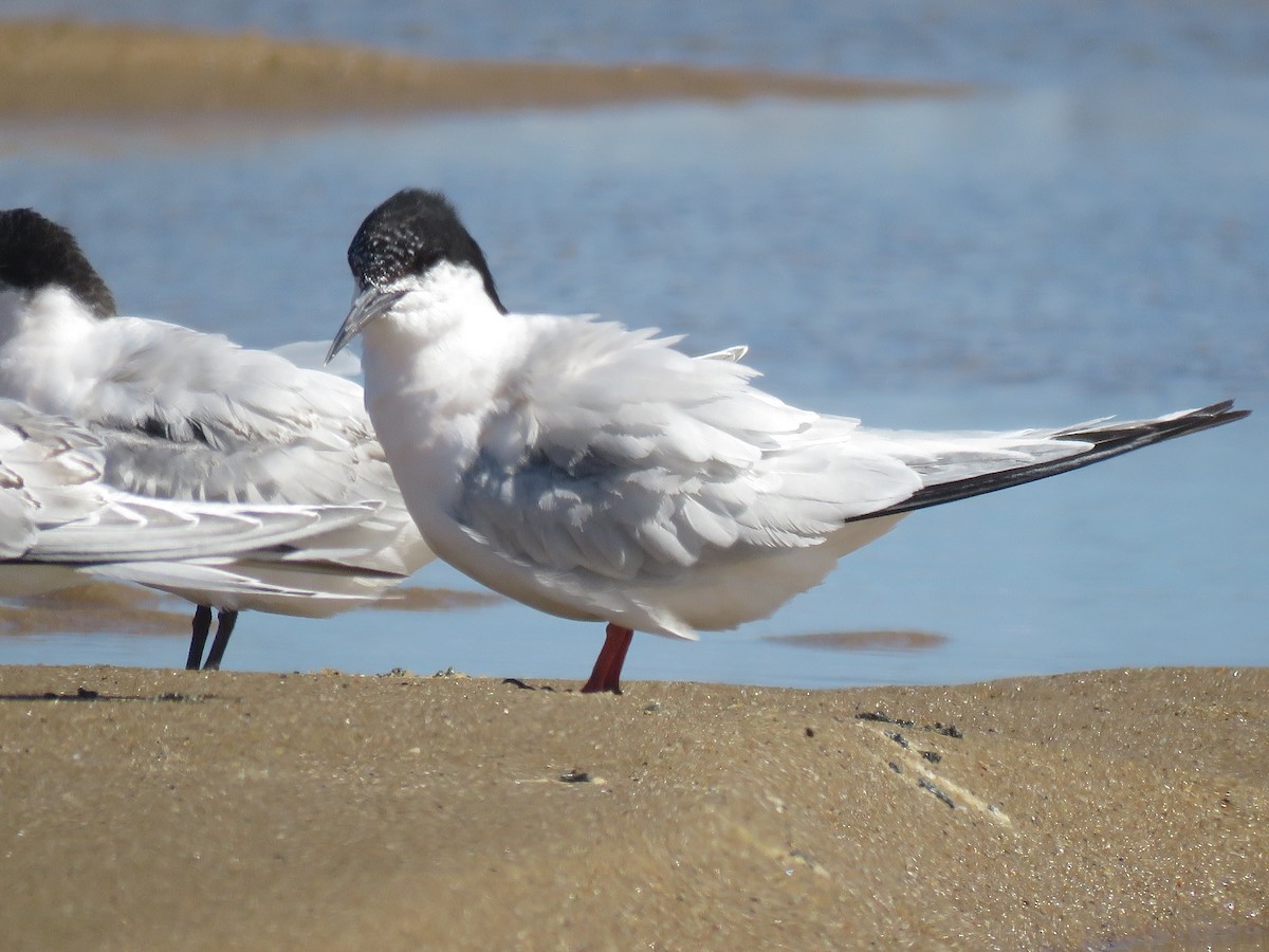 Roseate Tern - ML645396451