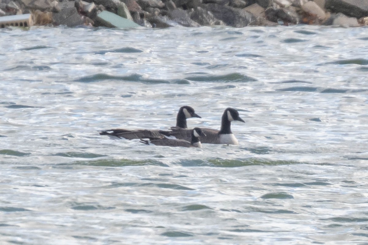 Cackling Goose - ML645396452