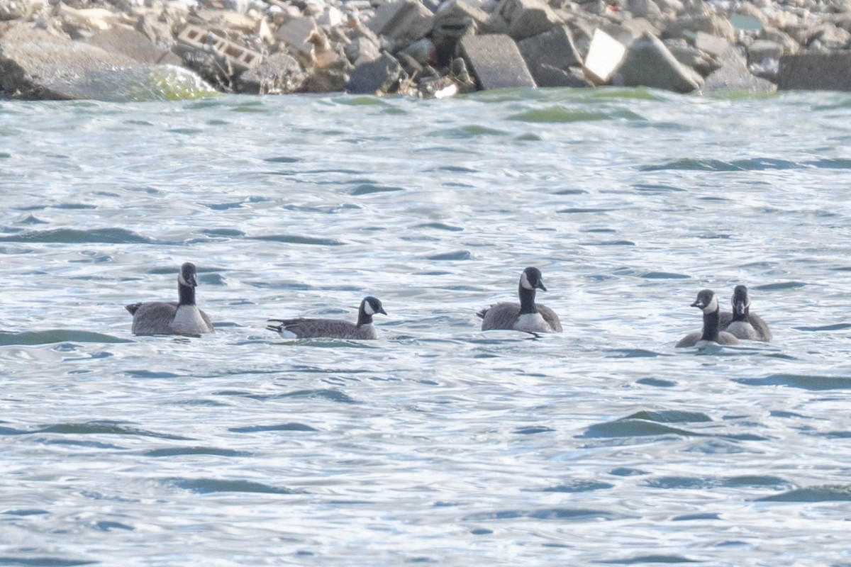 Cackling Goose - ML645396453