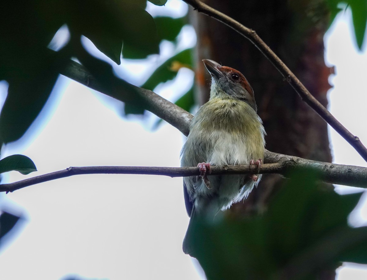 Rufous-browed Peppershrike (Cozumel I.) - ML645396455