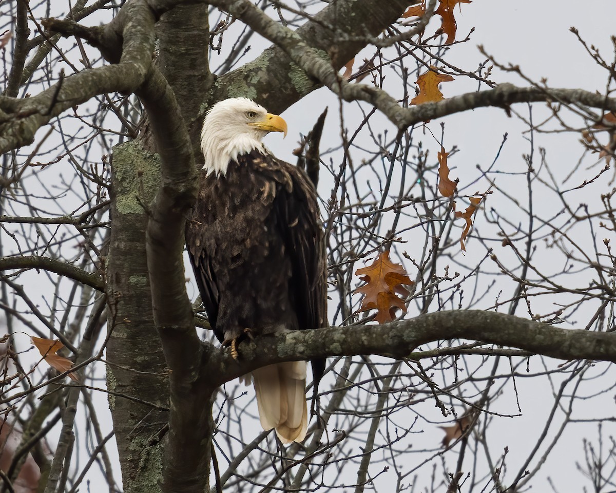 Bald Eagle - ML645396465