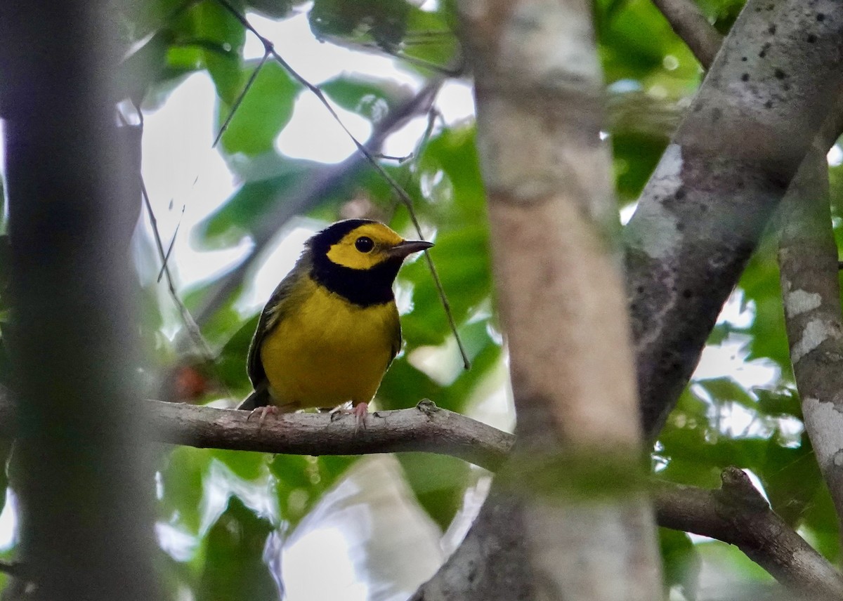 Paruline à capuchon - ML645396468