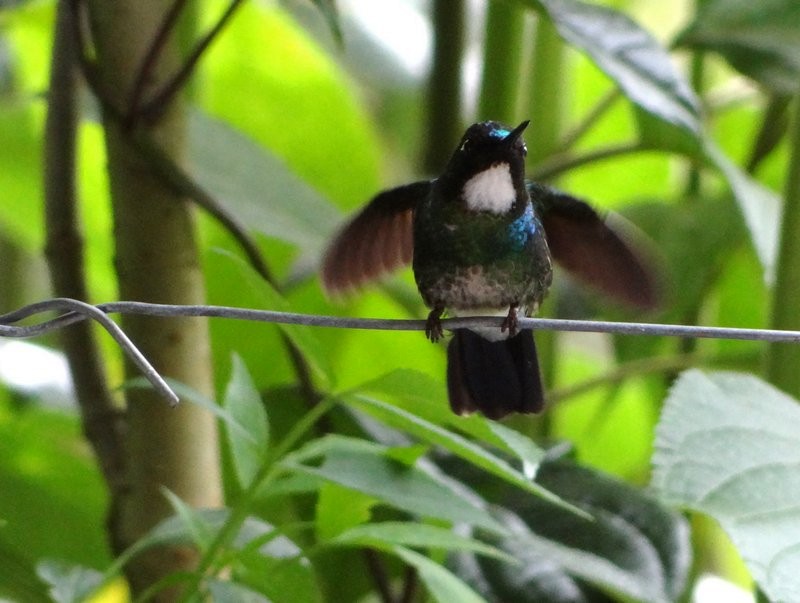 Tourmaline Sunangel - ML645396469