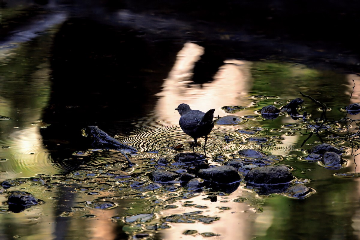 American Dipper - ML645396473