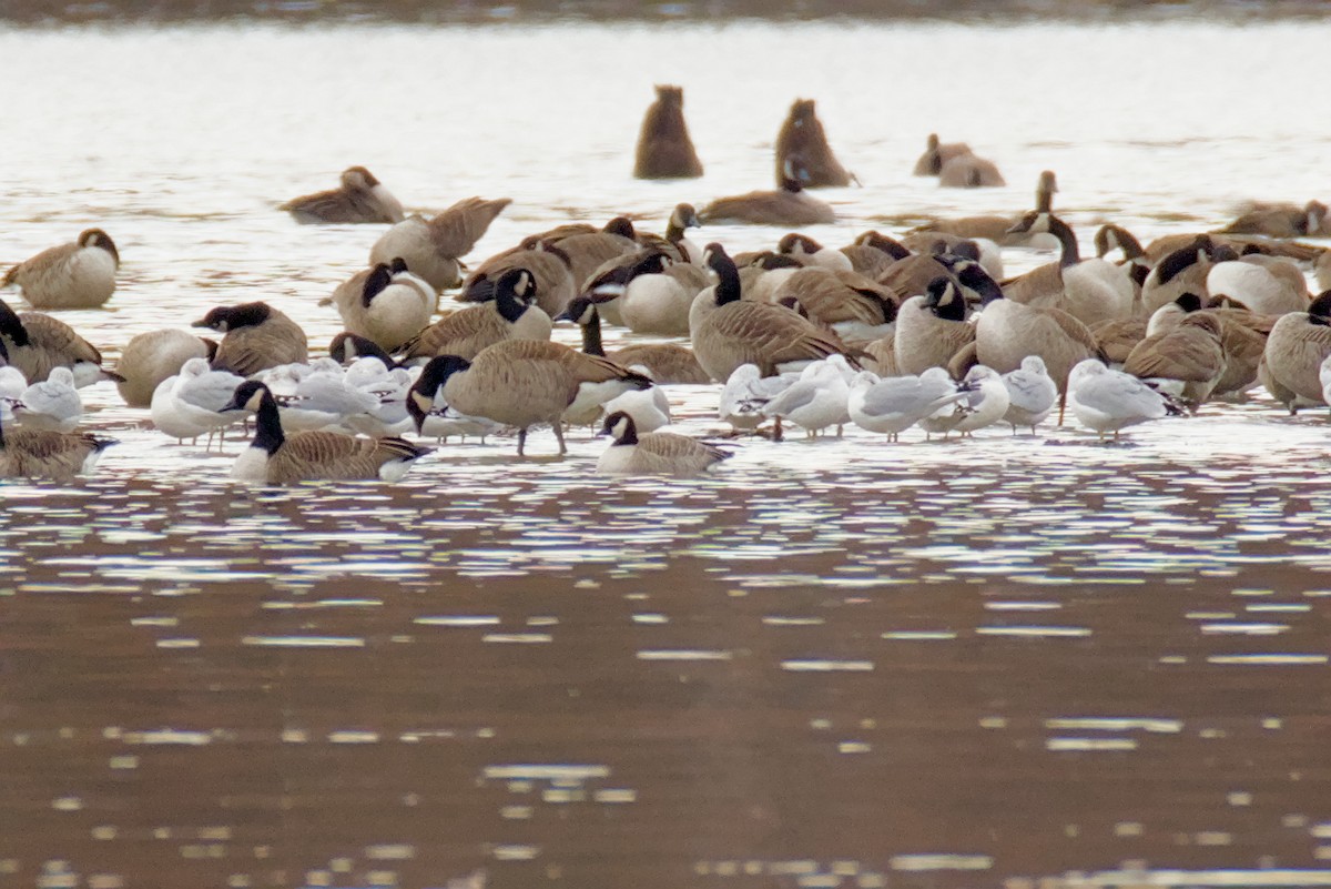 Cackling Goose - ML645396474