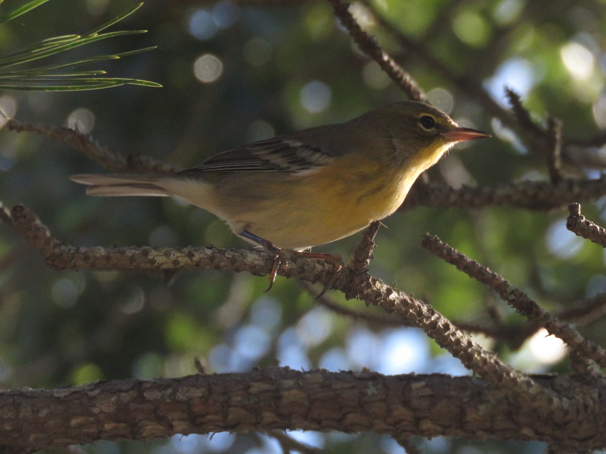 Pine Warbler - ML645396487
