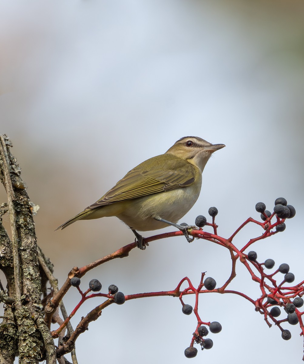 Красноглазый виреон - ML645396490