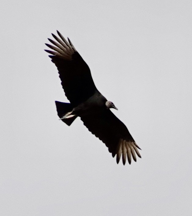 Black Vulture - ML645396491