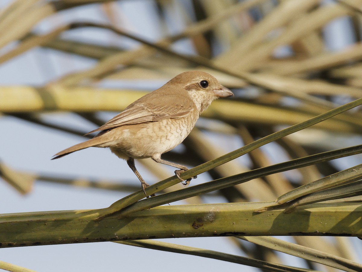 Isabellwürger - ML645396500