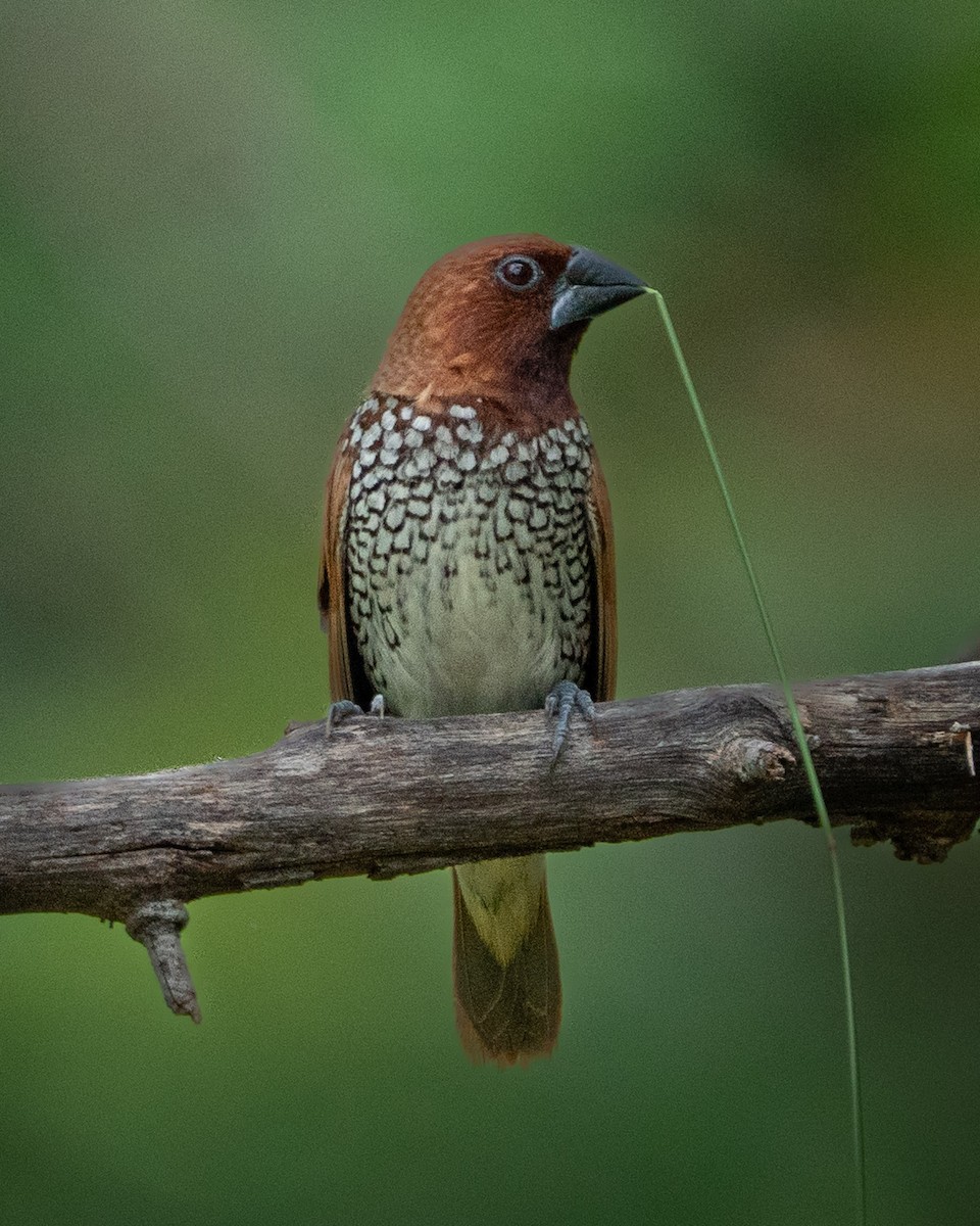 Scaly-breasted Munia - ML645396504