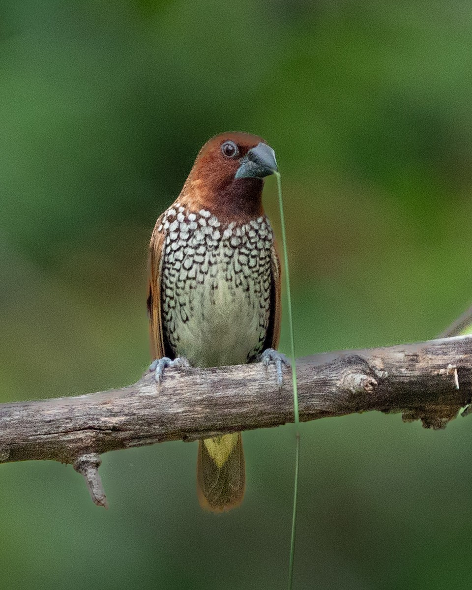 Scaly-breasted Munia - ML645396505