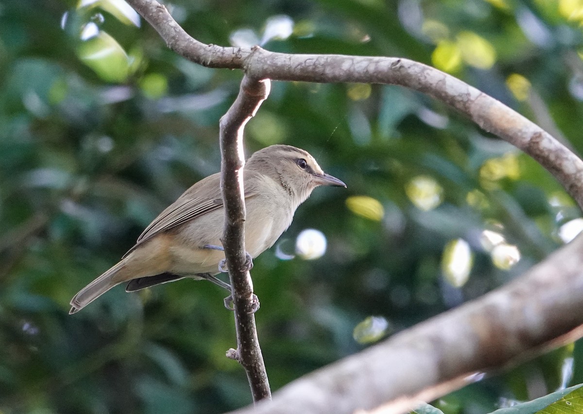 Yucatan Vireo - ML645396513
