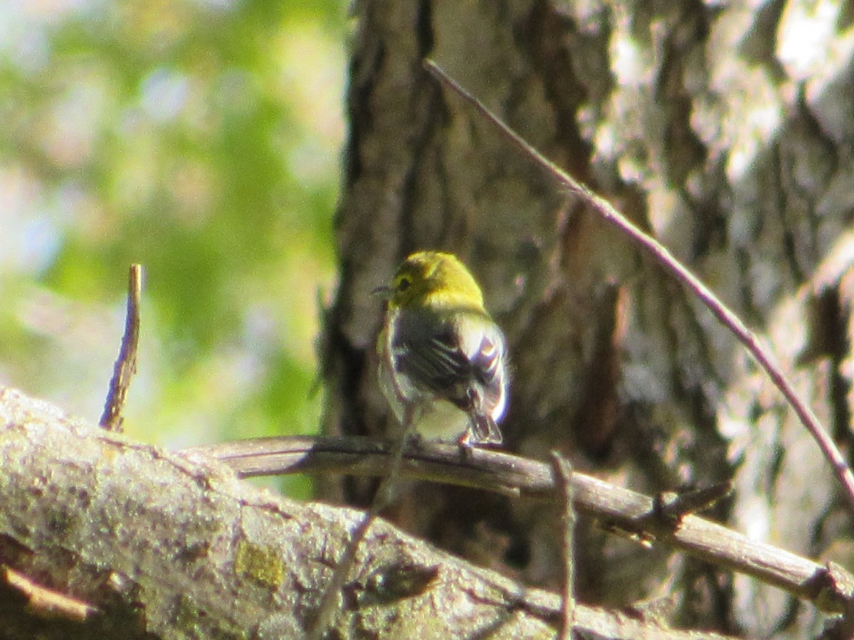 Yellow-throated Vireo - ML645396538