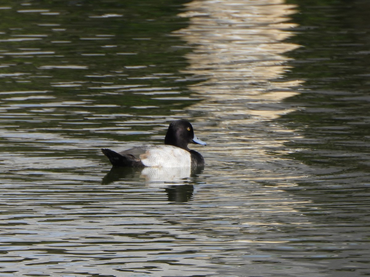 Kanadabergente - ML645396544