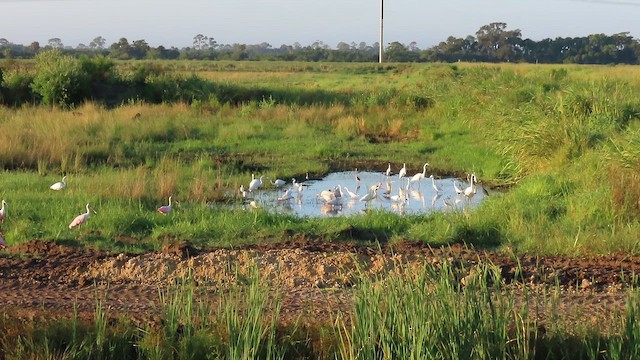 Розовая колпица - ML645396547