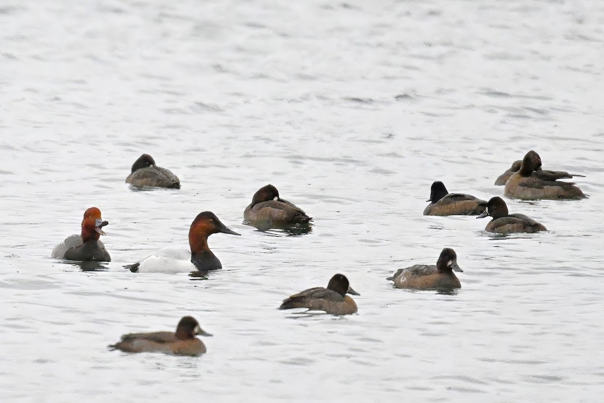 Murgilari bizkarzuria - ML645396548