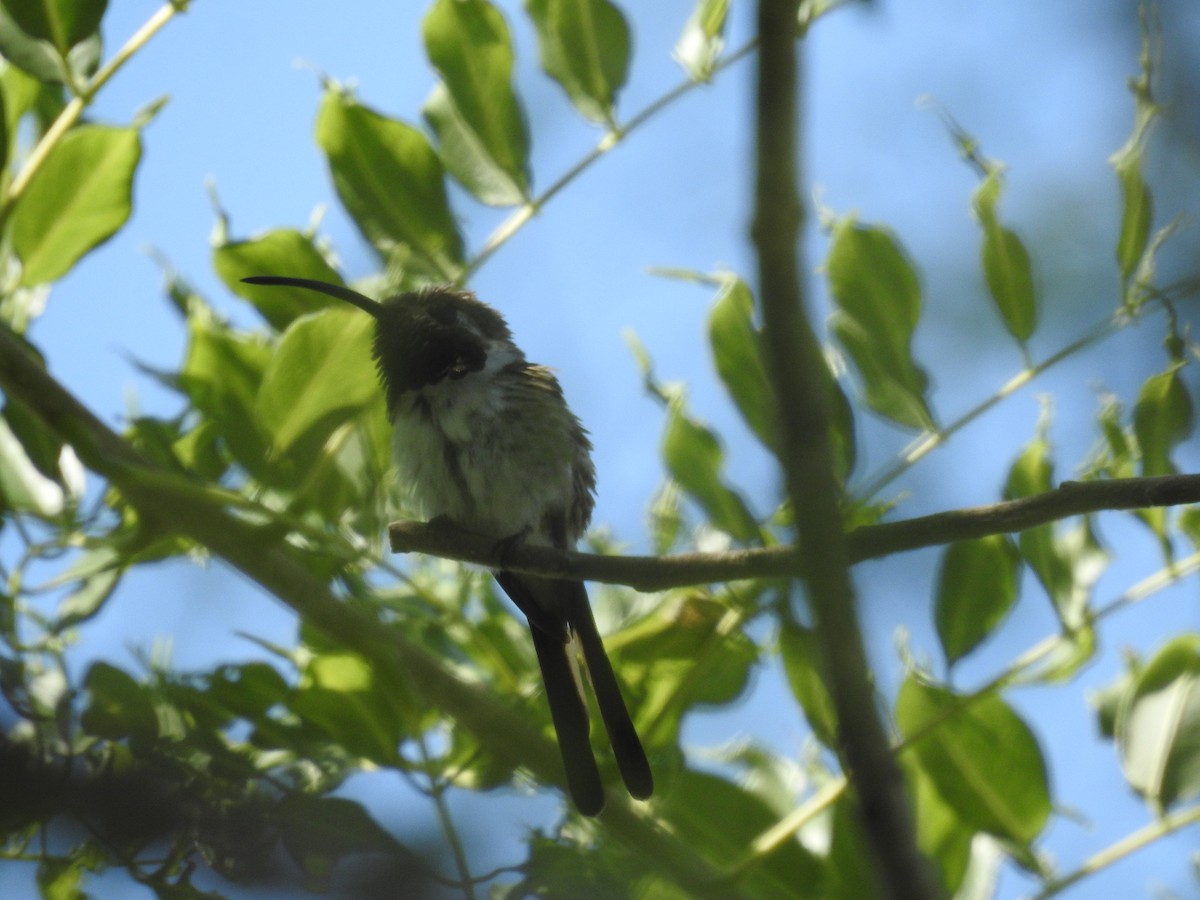Mexican Sheartail - ML645396551