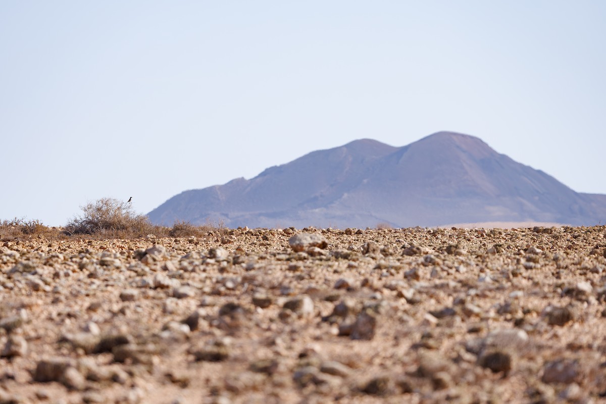 Great Gray Shrike (Sahara) - ML645396552