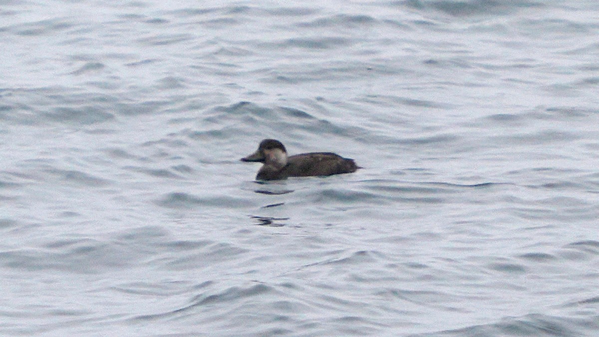 Black Scoter - ML645396555