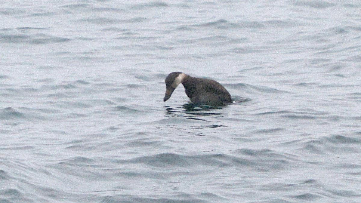 Black Scoter - ML645396556